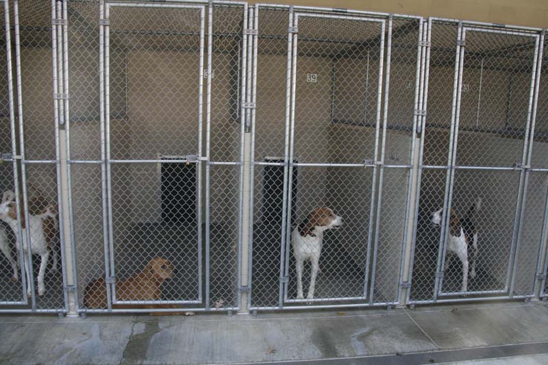 Orange County Animal Shelter 008