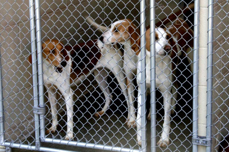 Orange County Animal Shelter 010