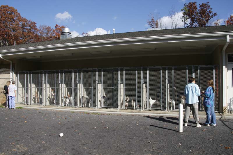 Orange County Animal Shelter 015